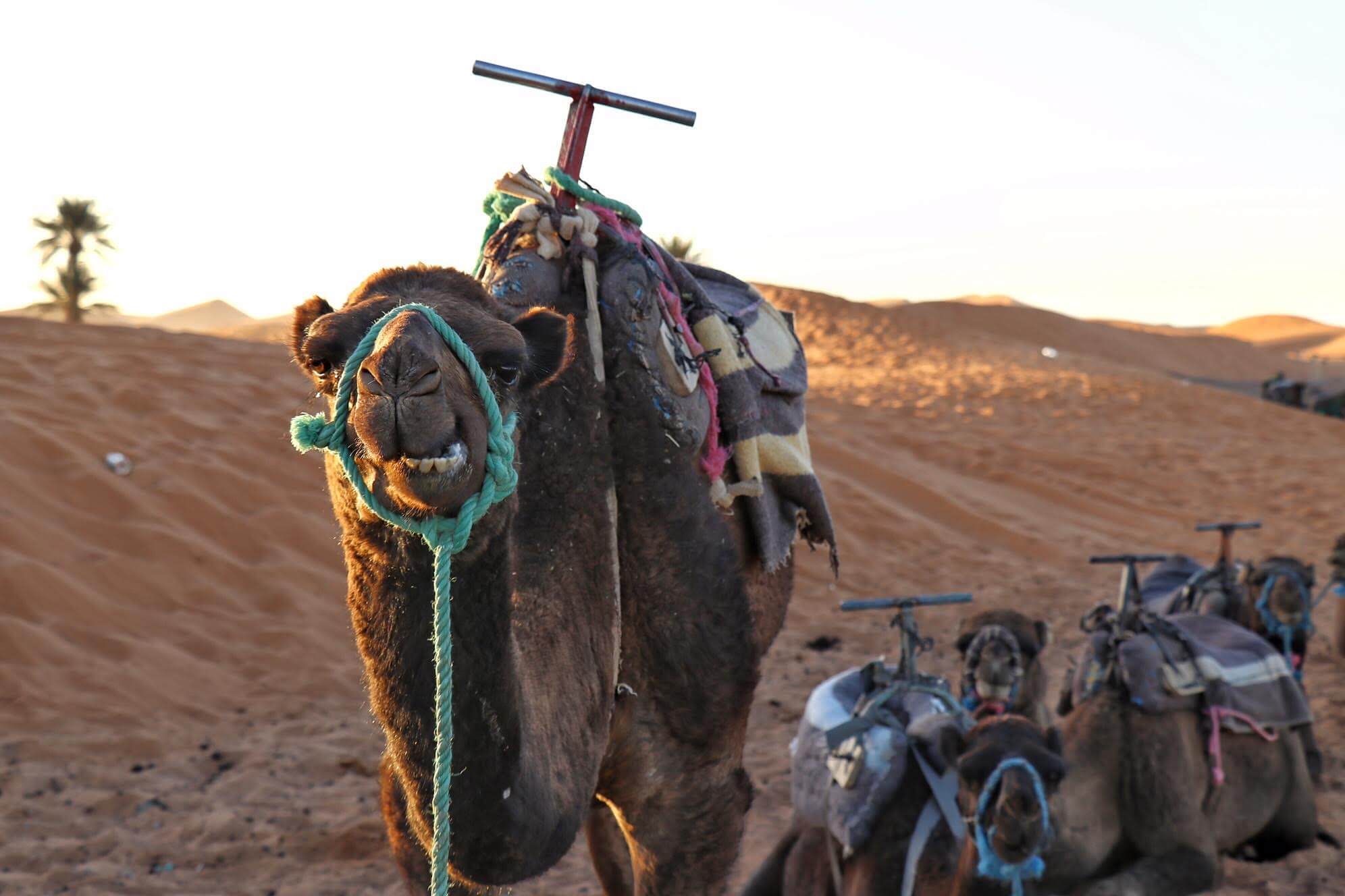 6 days trip From Marrakech To desert, Camel trek & classic tour