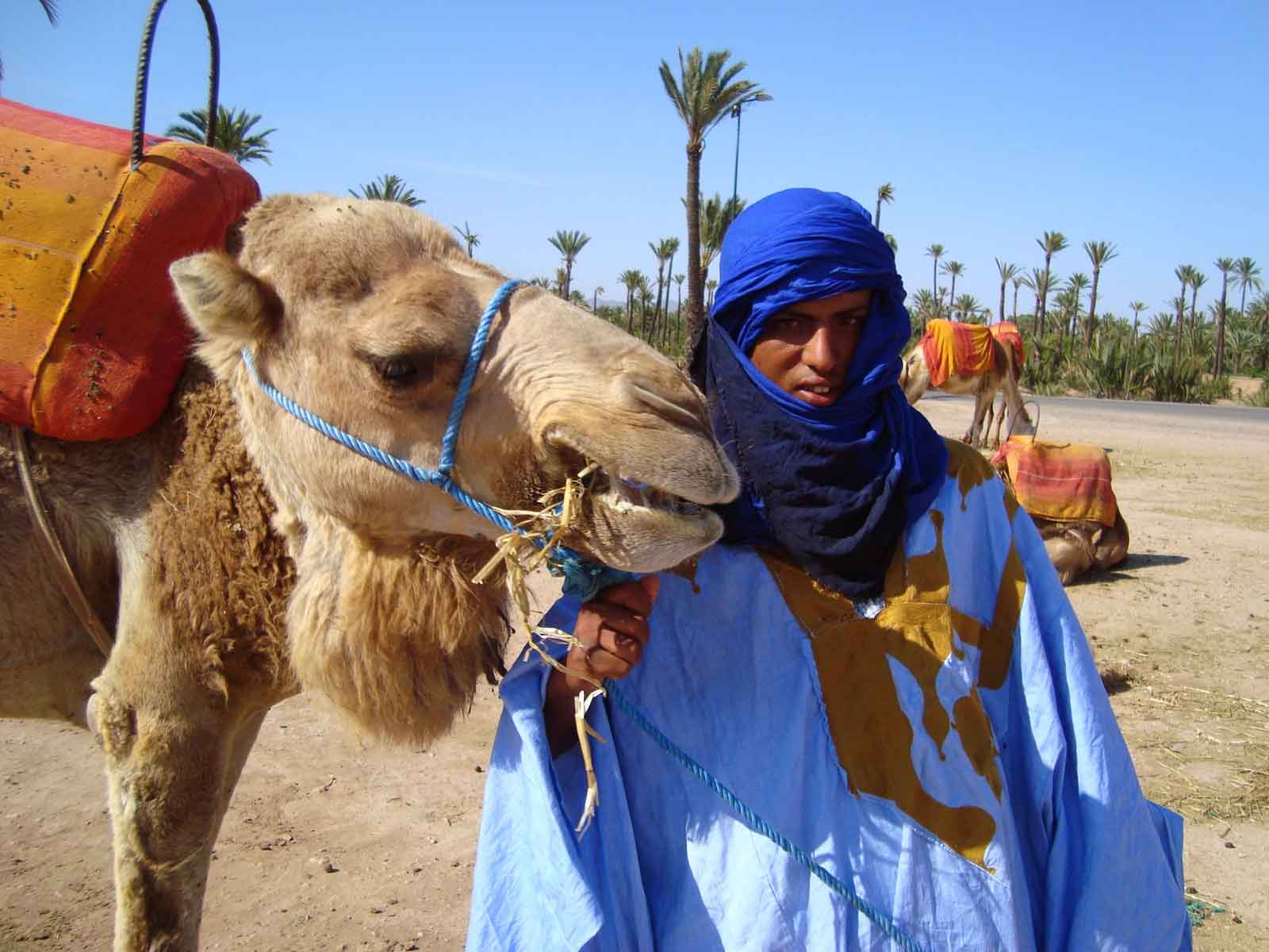 Activity Sunset Camel Ride in the Palm Grove of Marrakech