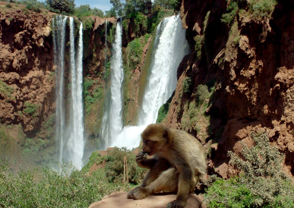 Shared Tour 1 Day Trip To Waterfall Ouzoud From Marrakech