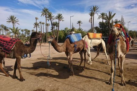 Camel Ride in Marrakech